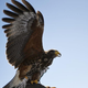 Image for article titled Bow before the warrior toddler who can summon bird attacks with a single scream